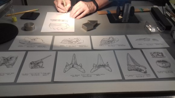 Ein Paläontologe im National History Museum in Washington bei der Arbeit.